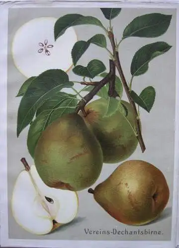 Deutschlands Obstsorten Äpfel Birnen 24 Chromolithografien 1910 Pomologie