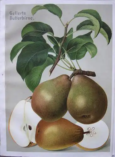 Deutschlands Obstsorten Äpfel Birnen 24 Chromolithografien 1910 Pomologie