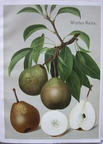 Deutschlands Obstsorten Äpfel Birnen 24 Chromolithografien 1910 Pomologie