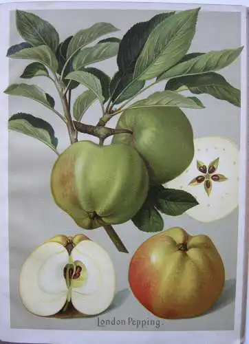 Deutschlands Obstsorten Äpfel Birnen 24 Chromolithografien 1910 Pomologie