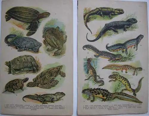 Fische Amphibien Frösche Krokodile Salamander Schildkröten Schlangen 12 Bl Litho