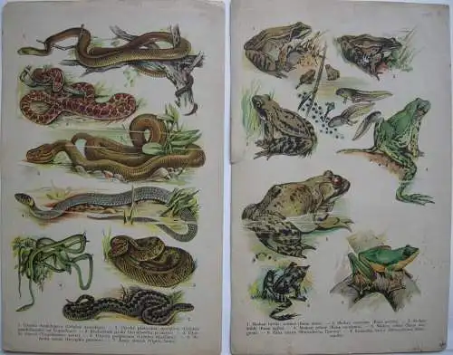 Fische Amphibien Frösche Krokodile Salamander Schildkröten Schlangen 12 Bl Litho