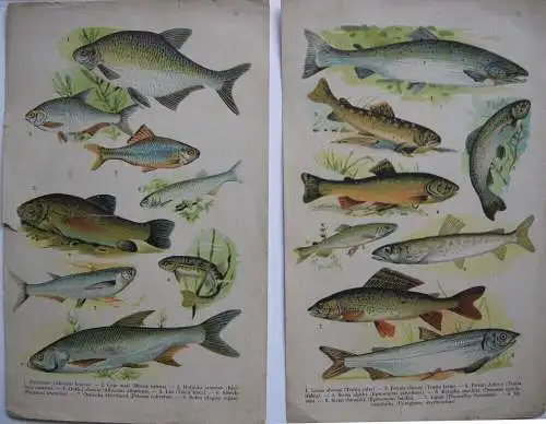 Fische Amphibien Frösche Krokodile Salamander Schildkröten Schlangen 12 Bl Litho