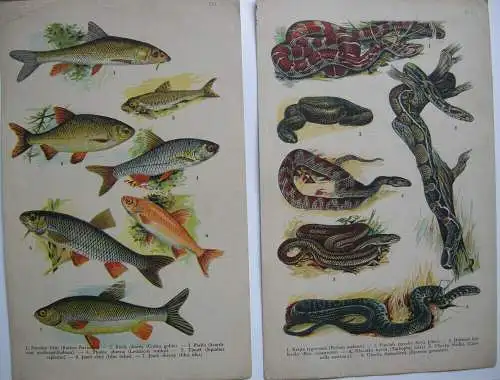 Fische Amphibien Frösche Krokodile Salamander Schildkröten Schlangen 12 Bl Litho