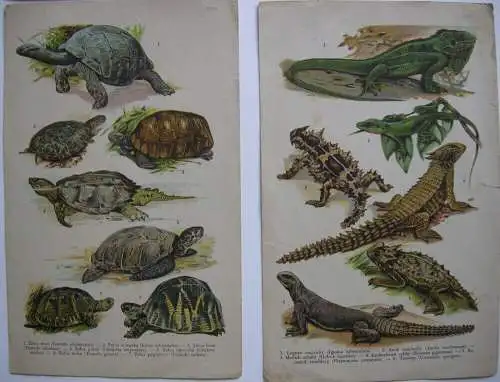 Fische Amphibien Frösche Krokodile Salamander Schildkröten Schlangen 12 Bl Litho