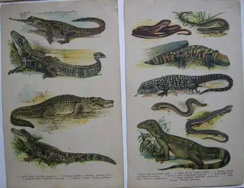 Fische Amphibien Frösche Krokodile Salamander Schildkröten Schlangen 12 Bl Litho