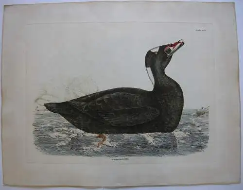 Trauerente Melanitta nigra kolor Orig Radierung Prideaux J. Selby 