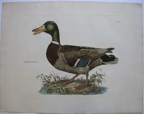 Stockente Anas platyrhynchos kolor Orig Radierung Prideaux J. Selby 