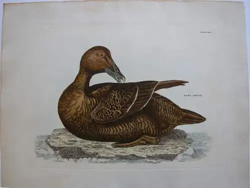 Eiderente Somateria mollissima kolor Orig Radierung Prideaux J. Selby 