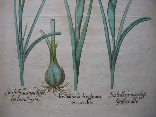 Schwertlilien altkolor Kupferstich Besler Hortus Eystettensis 1613