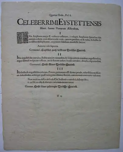 Schwertlilien altkolor Kupferstich Besler Hortus Eystettensis 1613