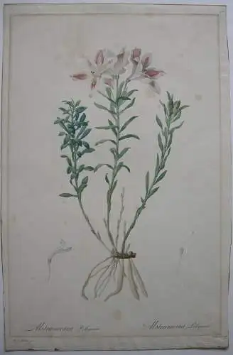 Pierre-Jos Redouté Alstroemeria Pelegrina kolor Orig Punktierstich 1815 Philipea