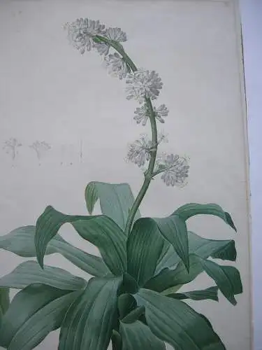 Pierre-Jos. Redouté Aletris Fragrans kolor Punktierstich 1815 Longlois Lilien