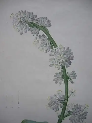 Pierre-Jos. Redouté Aletris Fragrans kolor Punktierstich 1815 Longlois Lilien