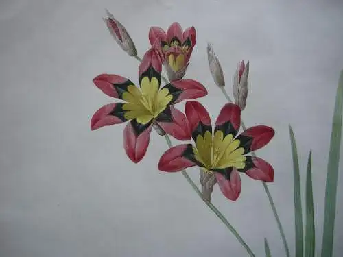 Pierre-Jos. Redouté Ixia Tricolor kolor Orig Punktierstich 1815 Longlois Lilien