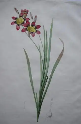 Pierre-Jos. Redouté Ixia Tricolor kolor Orig Punktierstich 1815 Longlois Lilien