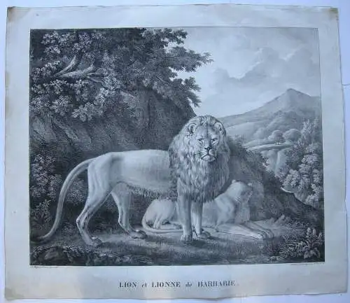 Lion Lionne Barbarie Orig. Lithografie Deshayes Lasteyrie 1850 Zoologie