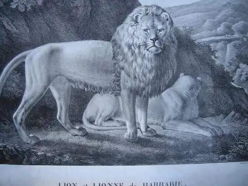 Lion Lionne Barbarie Orig. Lithografie Deshayes Lasteyrie 1850 Zoologie