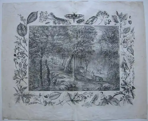 Pflanzen und Tiere des Waldes Botanik 3 große Orig. Lithografien 1860 