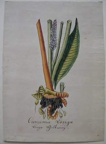 Curcuma Longa Lange Gelbwurz Ingwer Orig Aquarell 1850 Gewürz