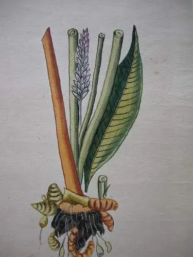 Curcuma Longa Lange Gelbwurz Ingwer Orig Aquarell 1850 Gewürz 