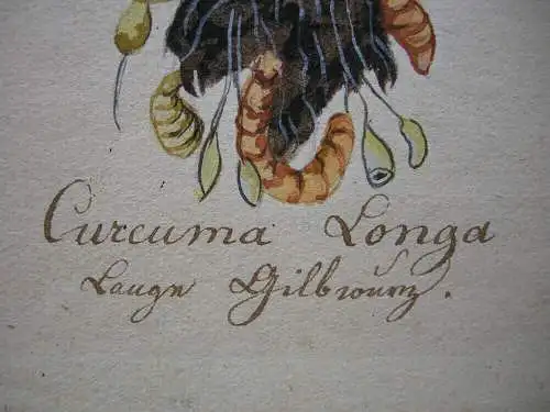 Curcuma Longa Lange Gelbwurz Ingwer Orig Aquarell 1850 Gewürz 