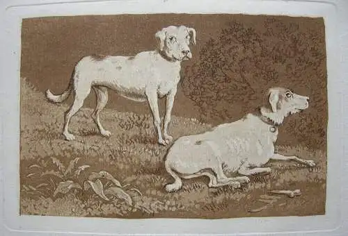 Ludwig Heß (1760-1800) Zwei Hunde Orig Aquatinta in Sepia um 1795