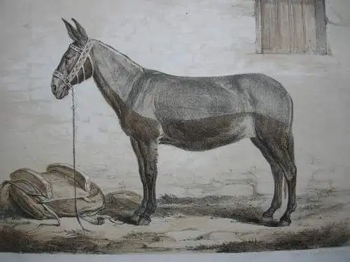 Maulthier der Mancha Rasse Esel Orig. Lithografie Aug. Kürth 1850 Zoologie