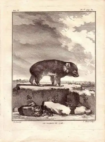 Klippschiefer Dachs Kupferstich von Jacques Eustache de Seve 1780 Buffon  