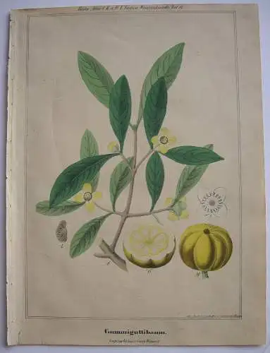 Gummiguttibaum Garcinia hanburyi kolor Orig. Lithografie 1842