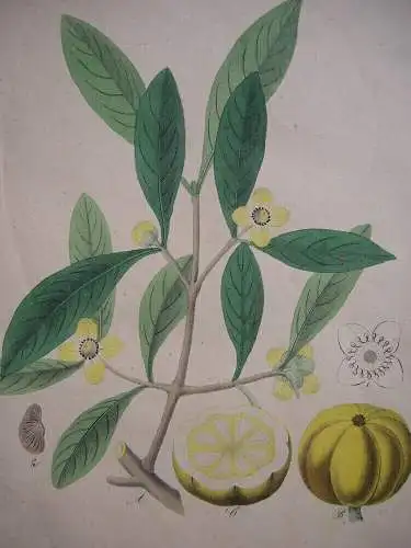 Gummiguttibaum Garcinia hanburyi kolor Orig. Lithografie 1842