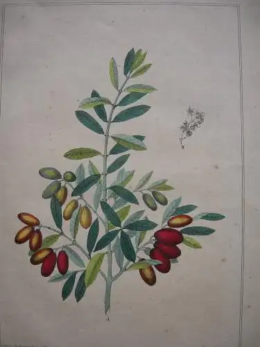 Gemeiner Oelbaum Ölbaum Zweig mit Oliven kolor Orig. Lithografie 1842