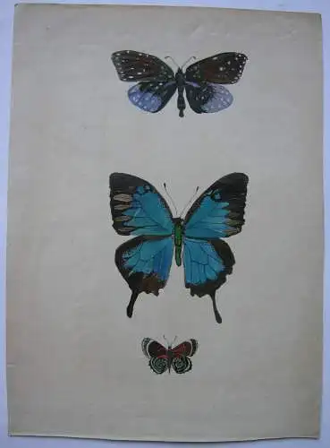 Schmetterlinge 2 Orig. Aquarelle mit 9 Darstellungen um 1900