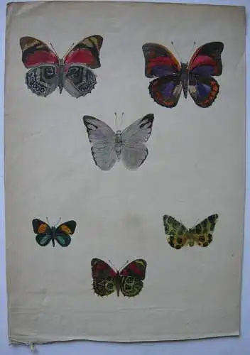 Schmetterlinge 2 Orig. Aquarelle mit 9 Darstellungen um 1900