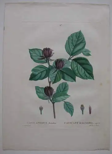 Calycanthus floridus Echter Gewürzstrauch Orig. Kupferstich 1819 Redoute Brenet