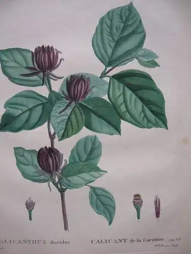 Calycanthus floridus Echter Gewürzstrauch Orig. Kupferstich 1819 Redoute Brenet