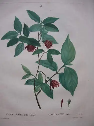 Calycanthus nanus Kleiner Gewürzstrauch Orig Kupferstich 1819 Redoute Duruisseau