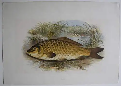 Karpfen Karp Orig Lithografie Benj Fawcett 1879 British Fresh-water fishes 