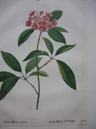 Kalmia latifolia Lorbeerrose Orig. Kupferstich 1819 Redoute Rollet