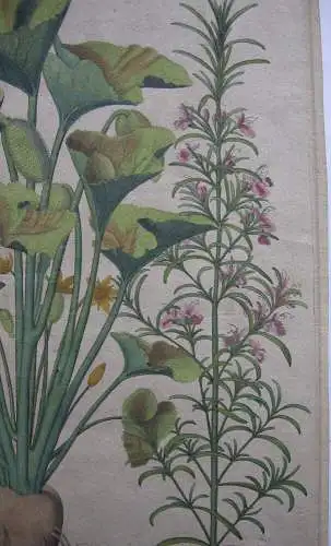 Habichtskraut Kürbisgewächs altkol Kupferstich Besler Hortus Eystettensis 1613