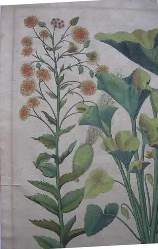 Habichtskraut Kürbisgewächs altkol Kupferstich Besler Hortus Eystettensis 1613