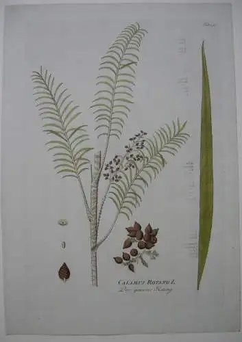 Der gemeine Rotang Calamus Rotang  kolor Kupferstich 1797