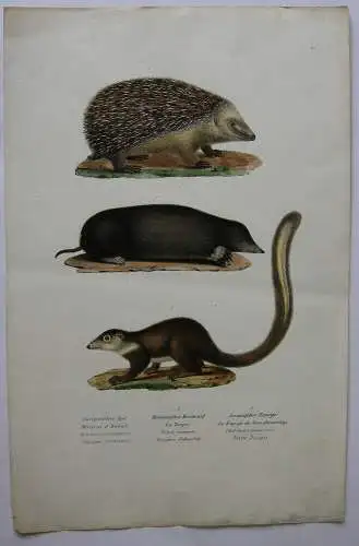Igel Maulwurf Javanesischer Tupaije Orig. Lithografie 1860 Zoologie 
