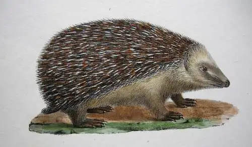 Igel Maulwurf Javanesischer Tupaije Orig. Lithografie 1860 Zoologie