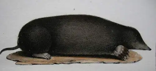 Igel Maulwurf Javanesischer Tupaije Orig. Lithografie 1860 Zoologie