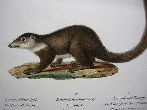 Igel Maulwurf Javanesischer Tupaije Orig. Lithografie 1860 Zoologie