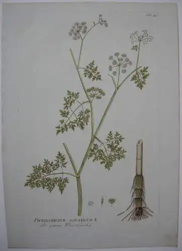 Gemeiner Wasserfenchel Phellandrium aquaticum  kolor Kupferstich 1797