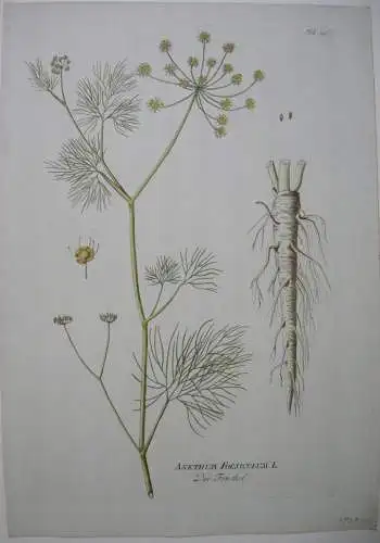 Fenchel Anethum Foeniculum  kolor Kupferstich 1797