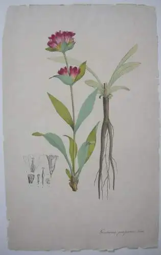 Purpurroter Enzian Gentiana purpurea   kolor Kupferstich 1800 