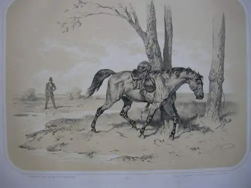 Pferd entledigt sich Sattel kolor Orig Lithografie Tony Strassgschwandtner 1860 